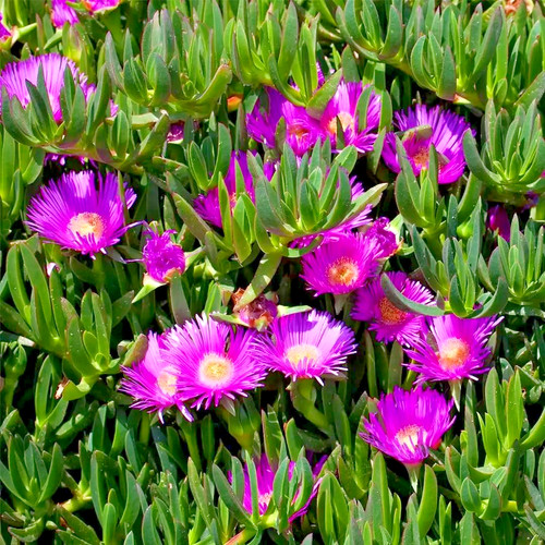 Carpobrotus fico degli - fico,