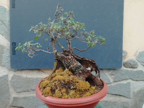 Pre bonsai quercia rovella - pre-bonsai,