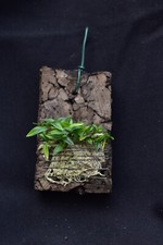 Dendrobium parvulum orchidea