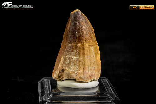 Dente fossile mosasaurus - di,