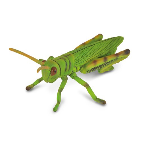 Cavalletta collecta - cavalletta,