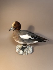 Taxidermy, Cabinet De