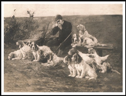 Petit basset griffon vendeen - basset,