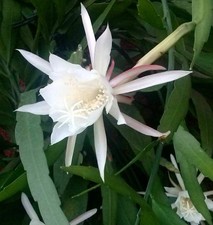 Phyllocactus anguliger seeds - anguliger,