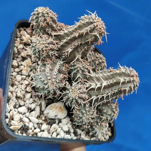 Euphorbia phillipsioides