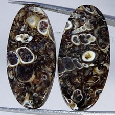 Coppia fossili di agata