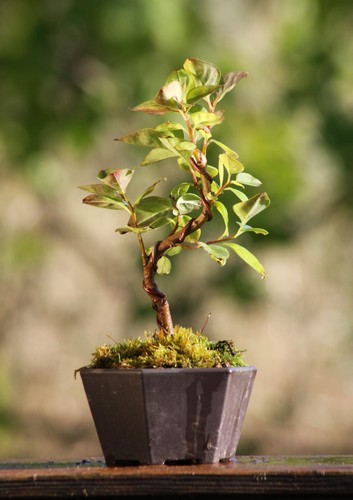 Prebonsai lillà - prebonsai,