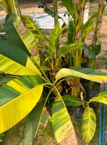 Musa acuminata papua - musa, 'papua'​