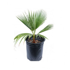 Palma messicana washingtonia - palma, "washingtonia