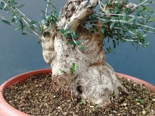 Bonsai Olivastro 29x25cm In