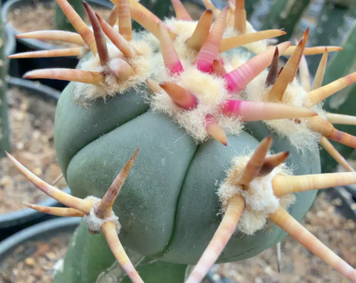 Rara pianta succulenta