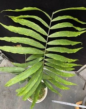 Zamia variegata wysiwyg - zamia,