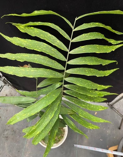 Zamia variegata wysiwyg - variegata,
