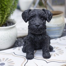 Soreal black baby schnauzer - soreal,