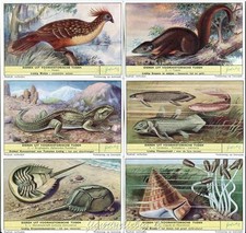 Chromo Liebig Sang. 1705 FIA