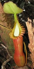 Nepenthes Edwardsiana -