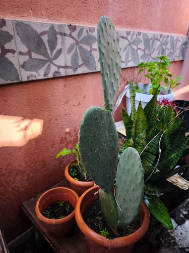 Pianta fico india - india, siciliano