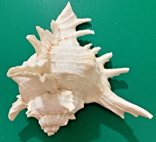 Conchiglia chicoreus ramosus - conchiglia,