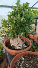 Bonsai Ficus ottima salute