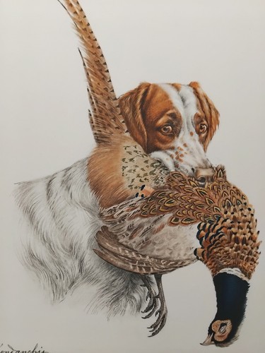 Leon danchin spaniel breton - danchin,