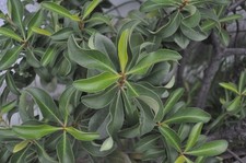 Testato! Raro [NM+5] PENTAX SMC Pentax-M 20 mm f/4 obiettivo grandangolare...