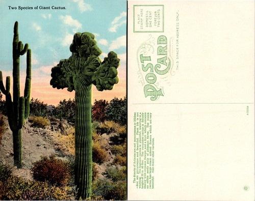 Cartolina due specie - cartolina,