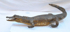 Raro Coccodrillo Imbalsamato