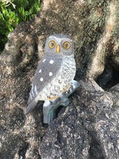 Civetta posata gufo uccello in