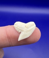 Dente di squalo tigre moderno