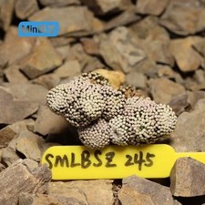 Raro 5,8 cm Cactus Mammillaria