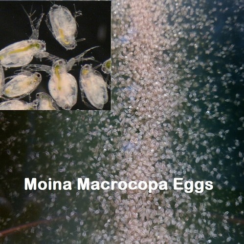60k uova moina - 60k,