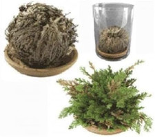 2 pezzi Rosa di Jerico SIGNUM