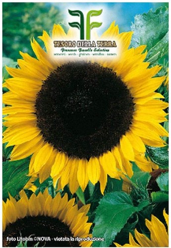 Sementi semi busta - in, girasole
