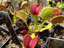 Pianta carnivora DIONEA