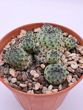 Sulcorebutia rauschii Green Form Pot7