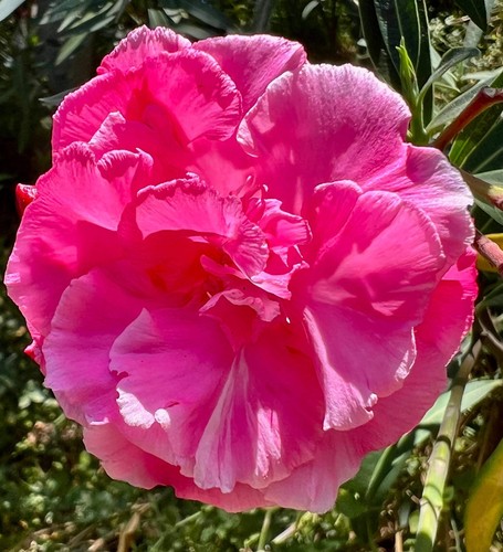 Nerium oleander loredana - nerium, 'loredana'