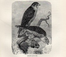 1894 = FALCO SMERIGLIO =