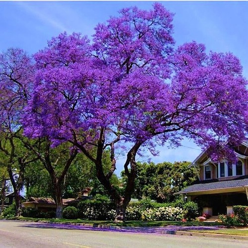 Jacaranda mimosifolia