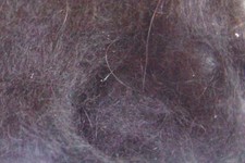 Doppiaggio coniglio angora - 2g,