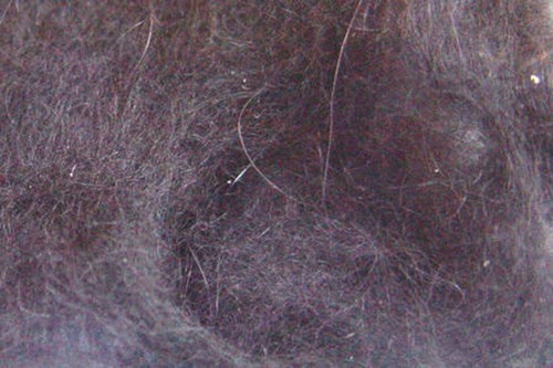 Doppiaggio coniglio angora - doppiaggio,