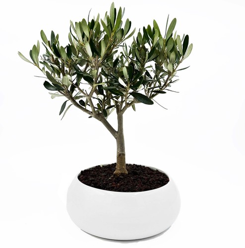 Bonsai olivo ciotola - di,