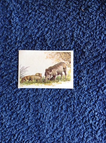 Figurina cuccioli ediz raf - figurina,