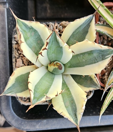 Agave titanota snaggletooth - agave, "snaggletooth"