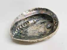 Grande Conchiglia di Abalone