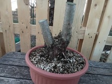 BONSAI CRATAEGUS