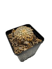 ARIOCARPUS KOTSCHOUBEYANUS HUGE BIG PLANT VERY OLD COPIAPOA CINEREA AZTEKIUM