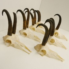 7 Pezzi Di Corna Di Camoscio