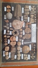 fossili da collezione, set, trilobite, ammonite, belemnite, goniatitida, denti