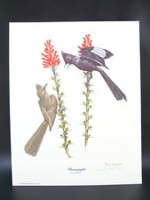 Stampa uccellino Ray Harm