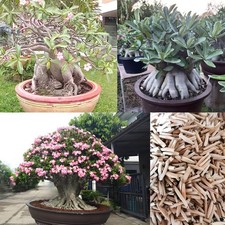 3 articoli Adenium obesum